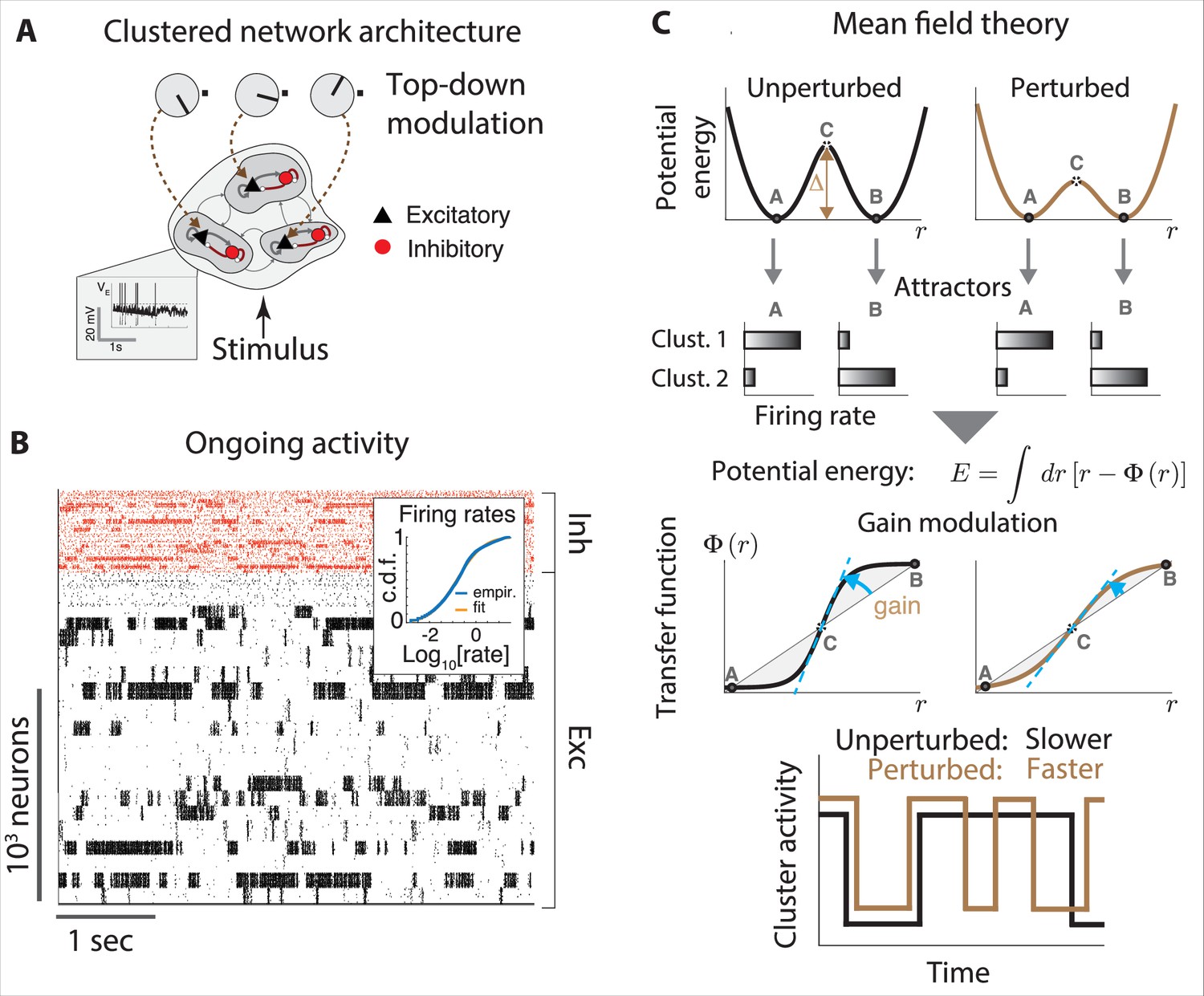 Neural mechanisms underlying the temporal organization of 