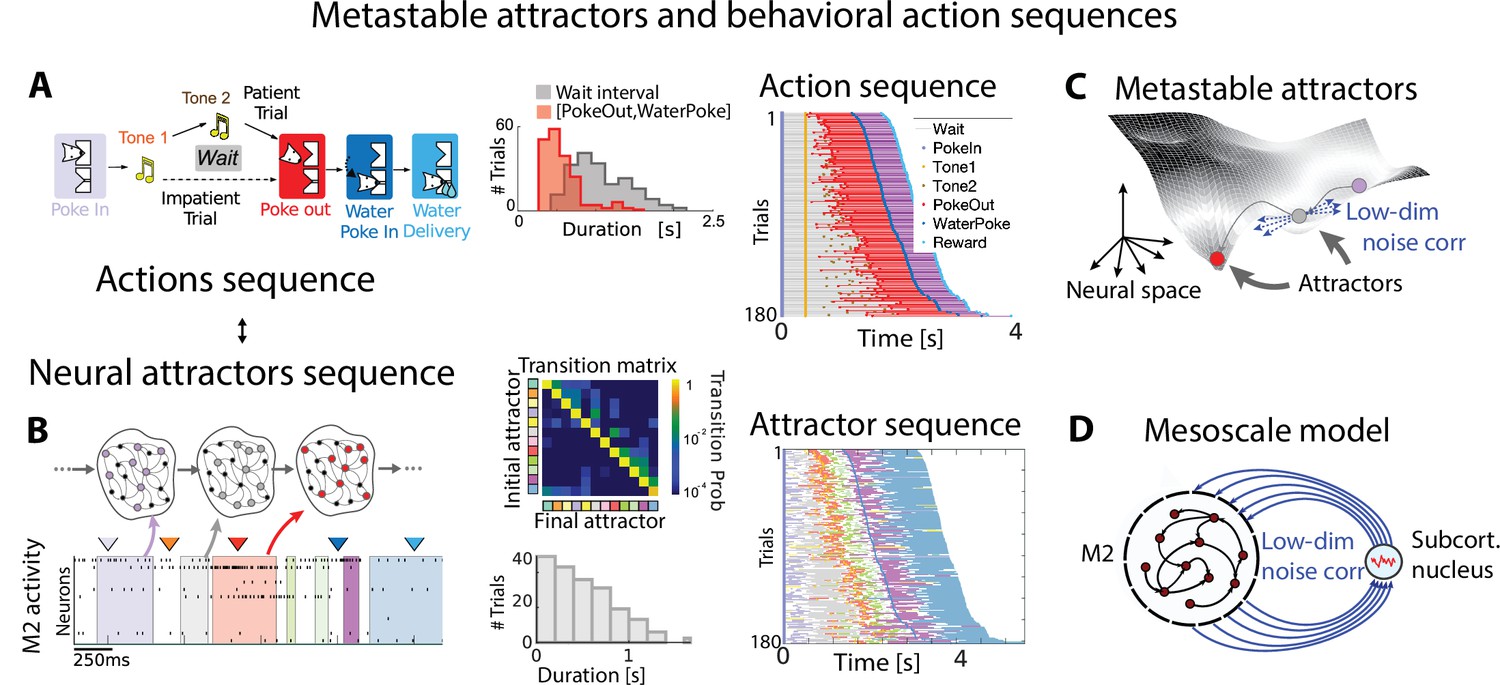 Neural mechanisms underlying the temporal organization of 