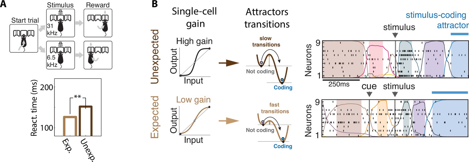 Neural mechanisms underlying the temporal organization of