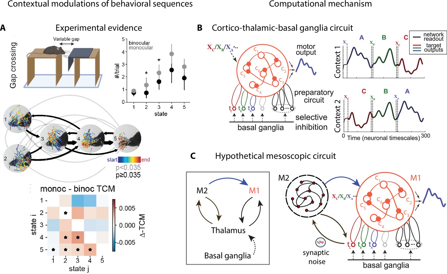 Neural mechanisms underlying the temporal organization of 