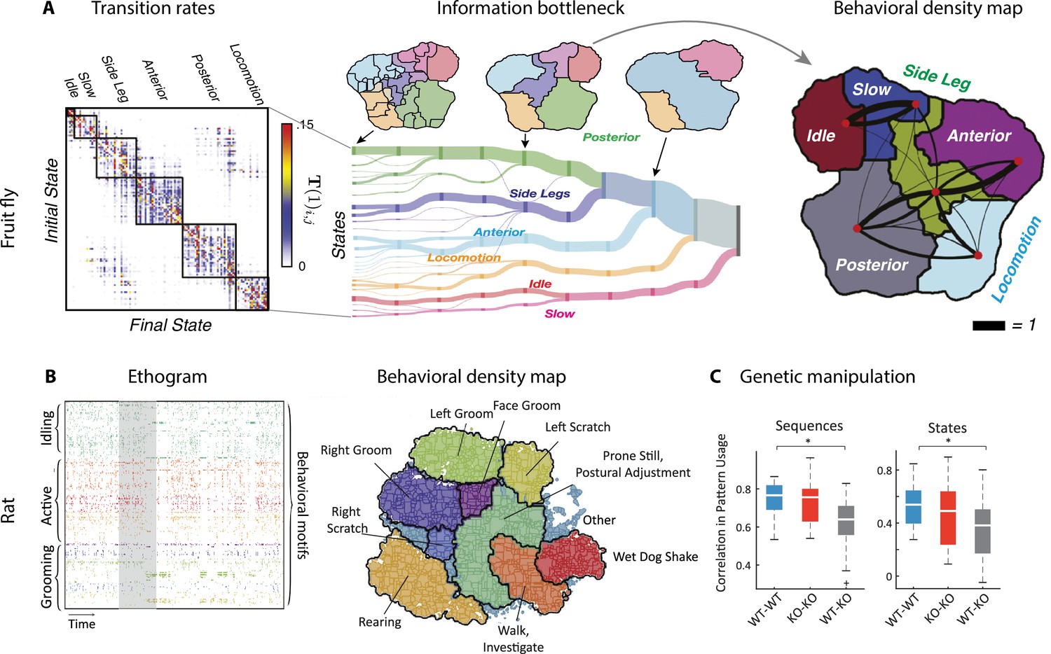 Neural mechanisms underlying the temporal organization of 