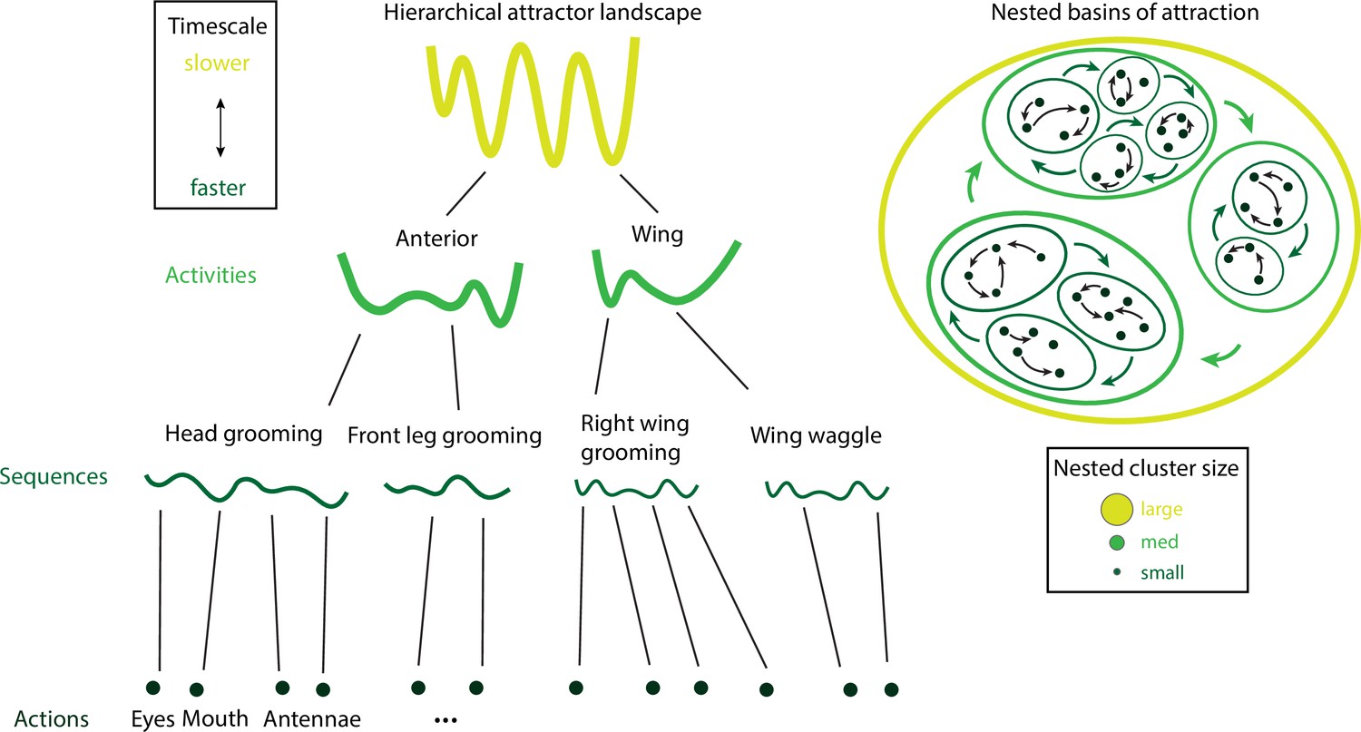 Neural mechanisms underlying the temporal organization of 