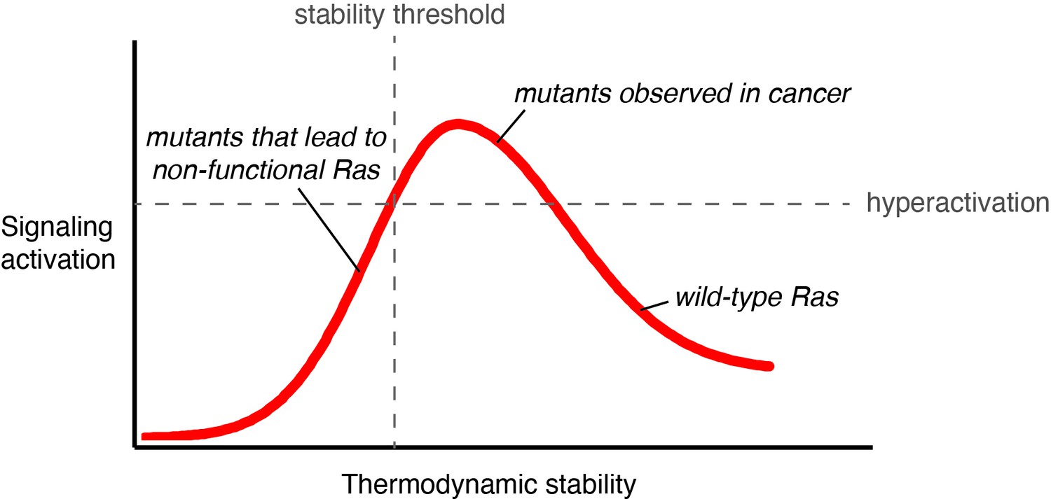 A saturation-mutagenesis analysis of the interplay between stability ...