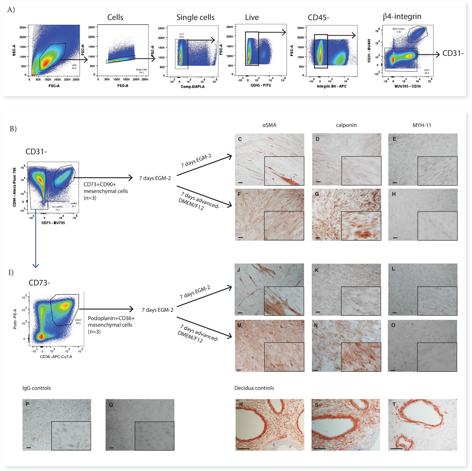 Full spectrum flow cytometry reveals mesenchymal