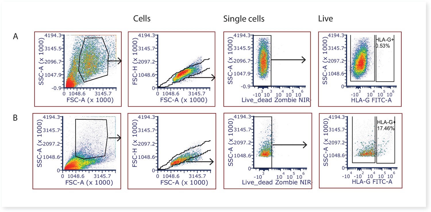 Full Spectrum Flow Cytometry Reveals Mesenchymal Heterogeneity In First