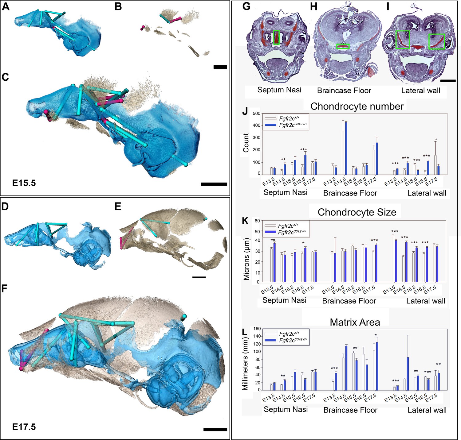 A dysmorphic mouse model reveals developmental interactions of ...