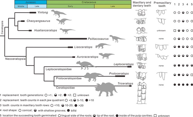 Computed tomographic analysis of the dental system of three Jurassic ...