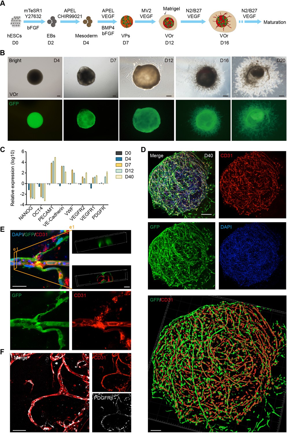 Brain-Region-Specific Organoids Using Mini-bioreactors for Modeling ZIKV  Exposure: Cell
