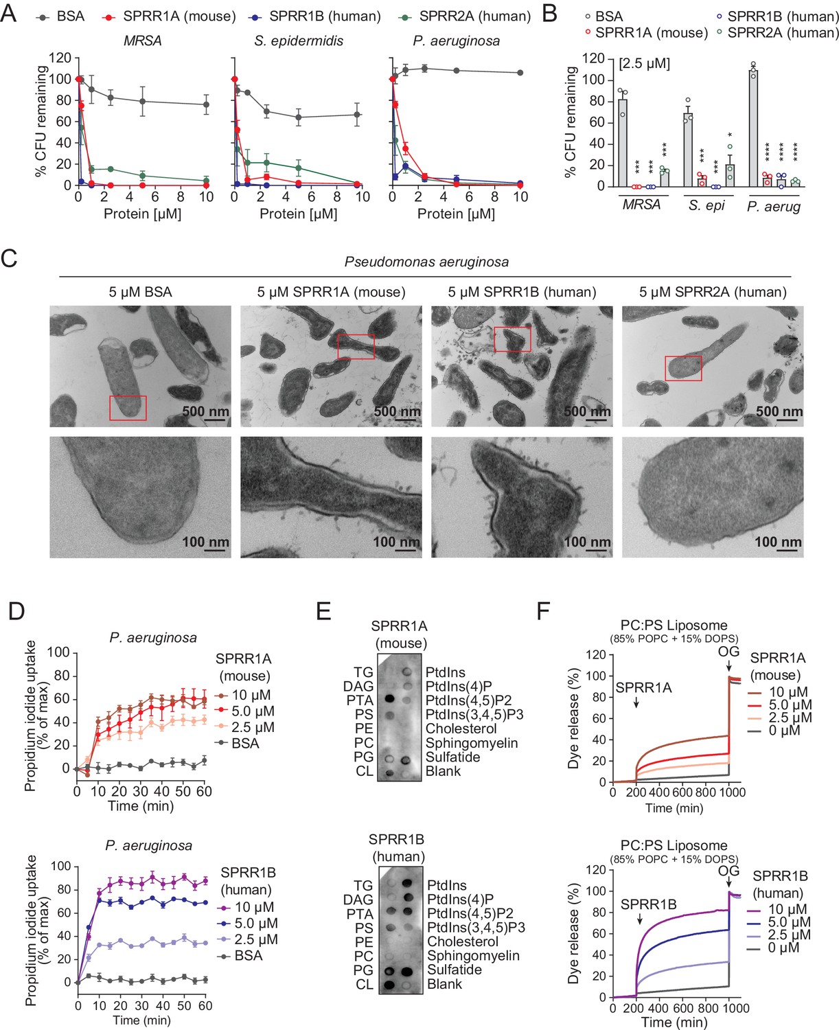 Small proline-rich proteins (SPRRs) are epidermally produced ...