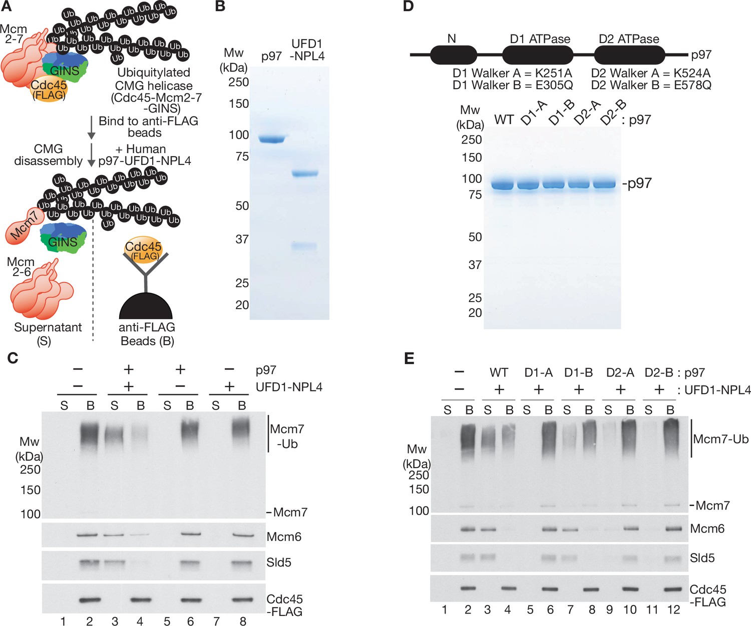その他 Univalent Functions SNARE protein - Wikiwand