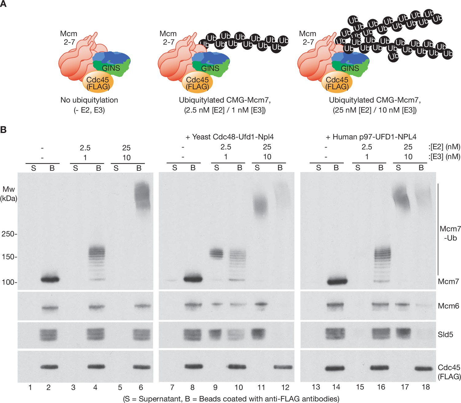 Multiple UBX proteins reduce the ubiquitin threshold of the