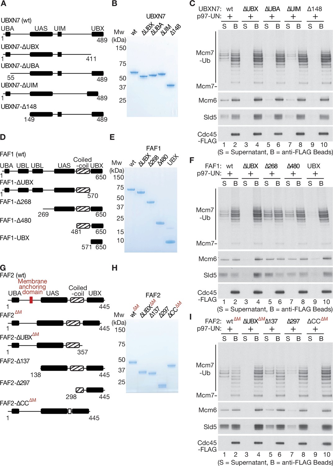 Multiple UBX proteins reduce the ubiquitin threshold of the