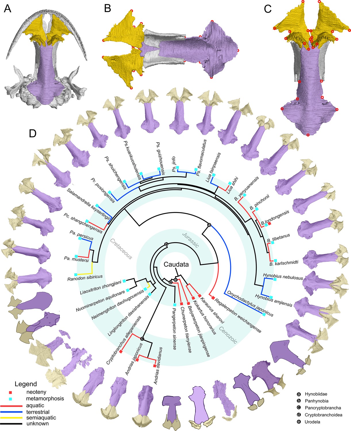 Palatal morphology predicts the paleobiology of early salamanders 