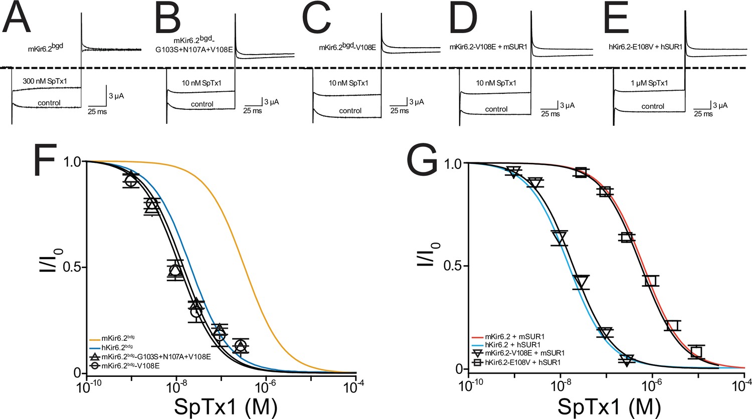 Frontiers  KATP channel mutations in congenital hyperinsulinism