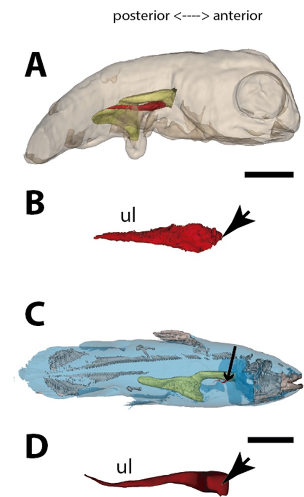 Lung evolution in vertebrates and the water-to-land transition | eLife