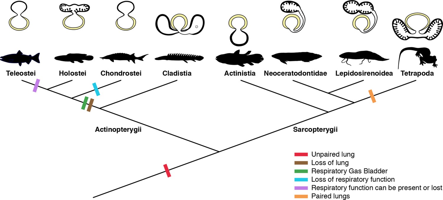 Lung evolution in vertebrates and the water-to-land transition | eLife