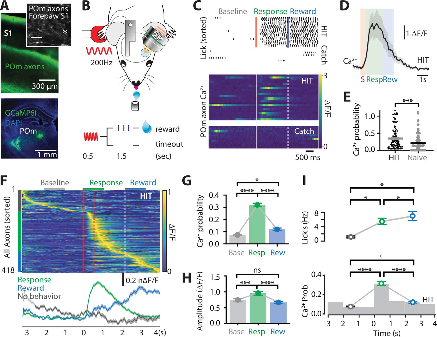 the-role-of-higher-order-thalamus-during-learning-and-correct