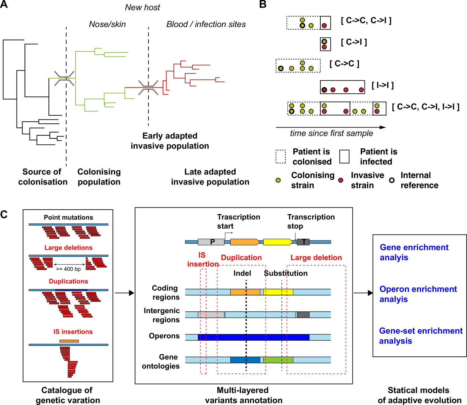 Molecular Pathogenesis of Staphylococcus aureus Infection