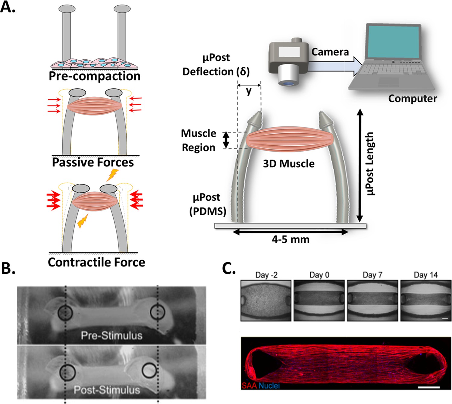 Contractile force assessment methods for in vitro skeletal muscle