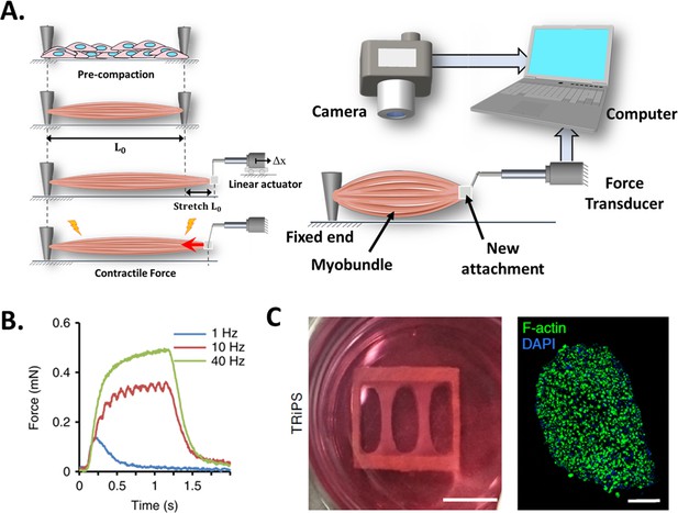 Contractile Force Assessment Methods For In Vitro Skeletal Muscle ...