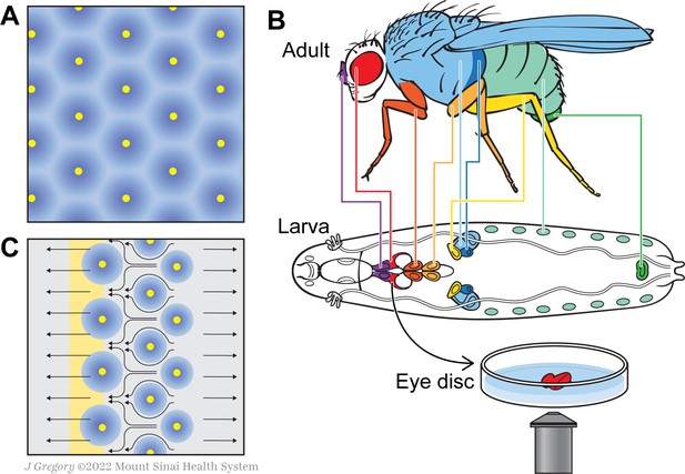 Tissue Organization: When Cells Get In The Flow | ELife