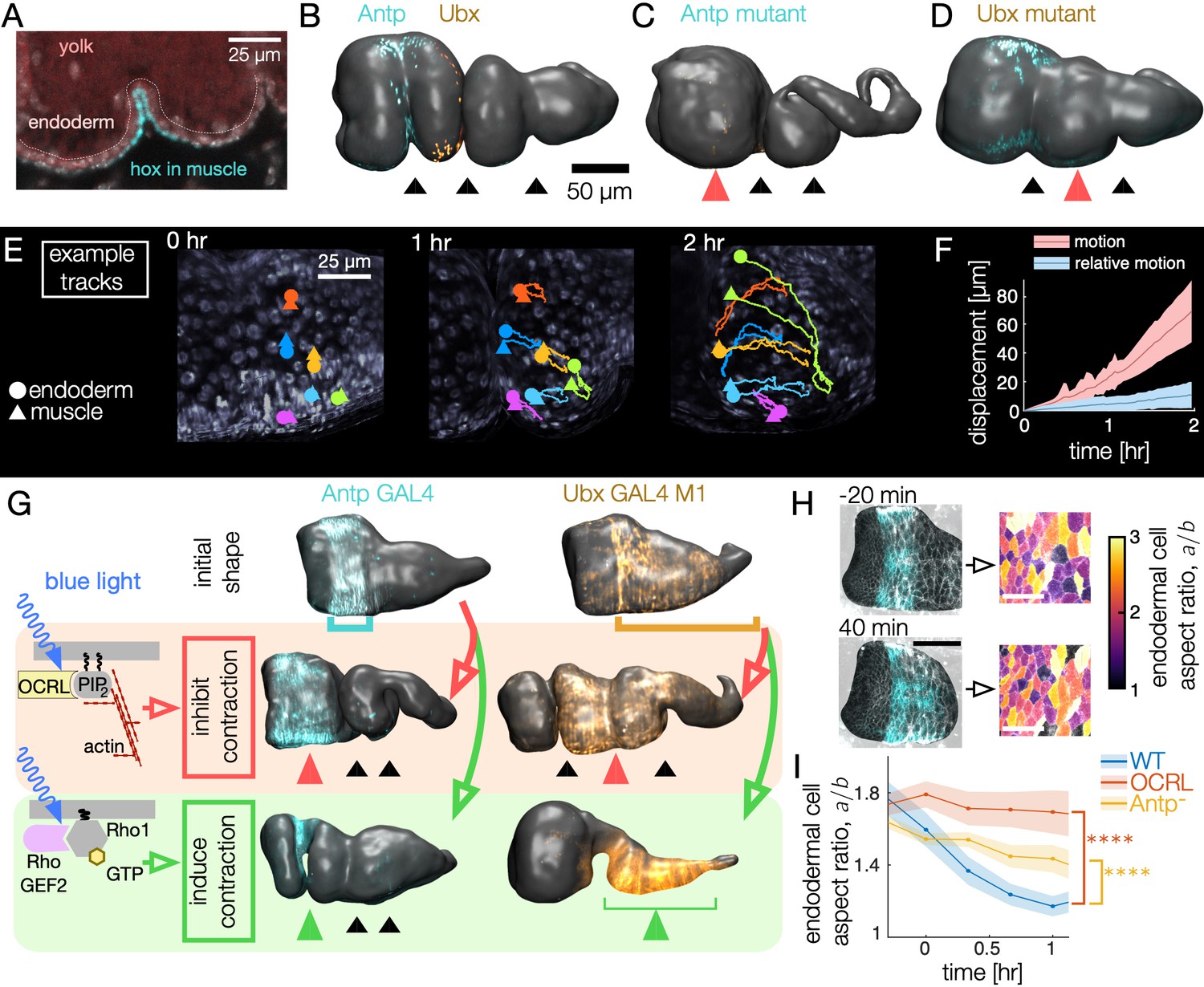 Visceral Organ Morphogenesis Via Calcium Patterned Muscle Constrictions Elife 3200