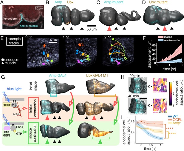 Visceral Organ Morphogenesis Via Calcium Patterned Muscle Constrictions Elife 4204