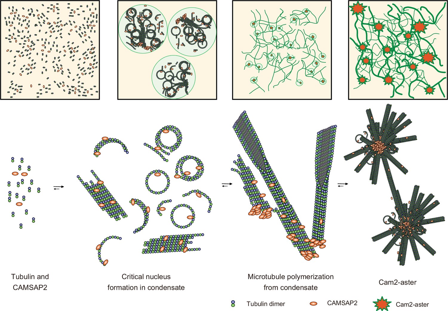 CAMSAP2 organizes a γ tubulin independent microtubule nucleation centre