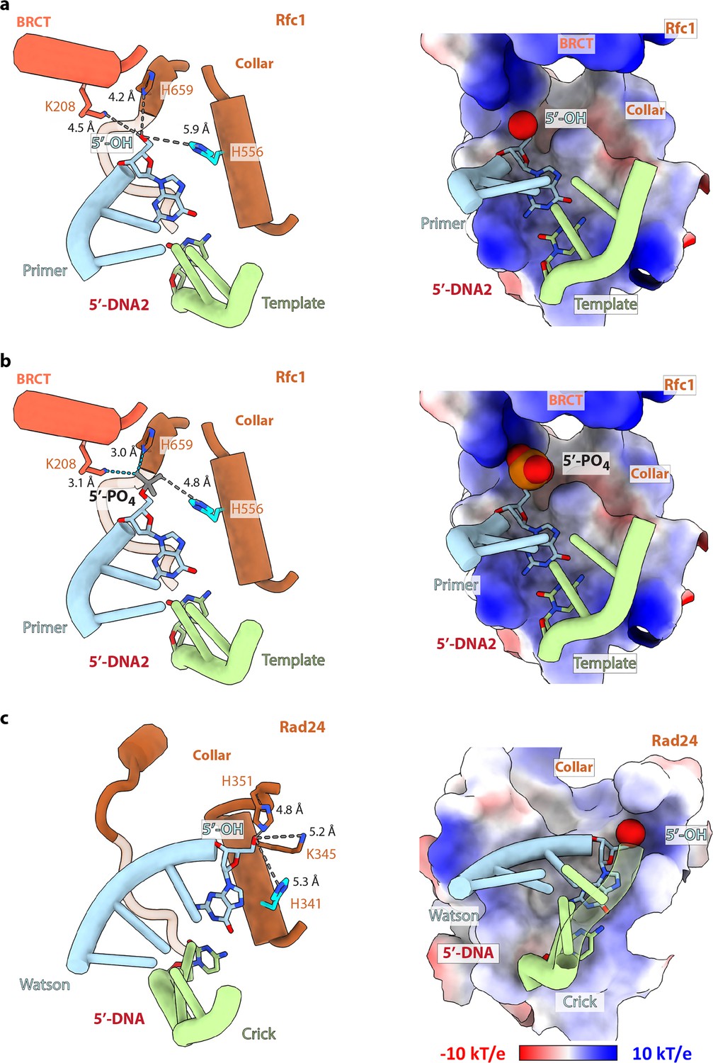 Figures And Data In Cryo-EM Structures Reveal That RFC Recognizes Both ...