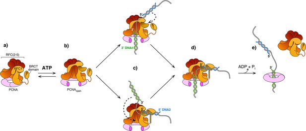 Cryo-EM Structures Reveal That RFC Recognizes Both The 3′- And 5′-DNA ...