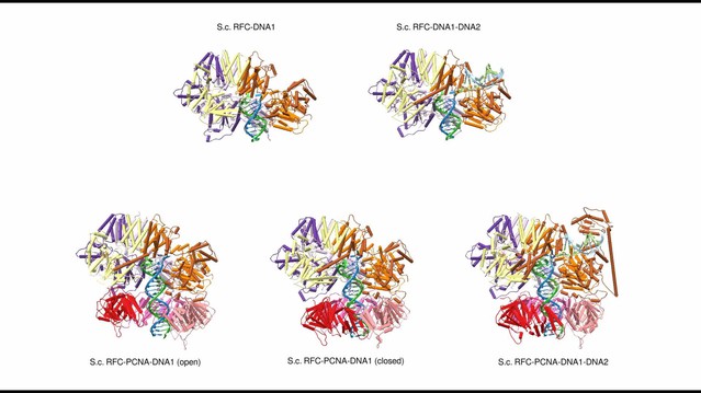 Cryo-EM Structures Reveal That RFC Recognizes Both The 3′- And 5′-DNA ...