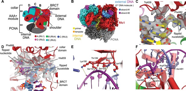 A Second DNA Binding Site On RFC Facilitates Clamp Loading At Gapped Or ...