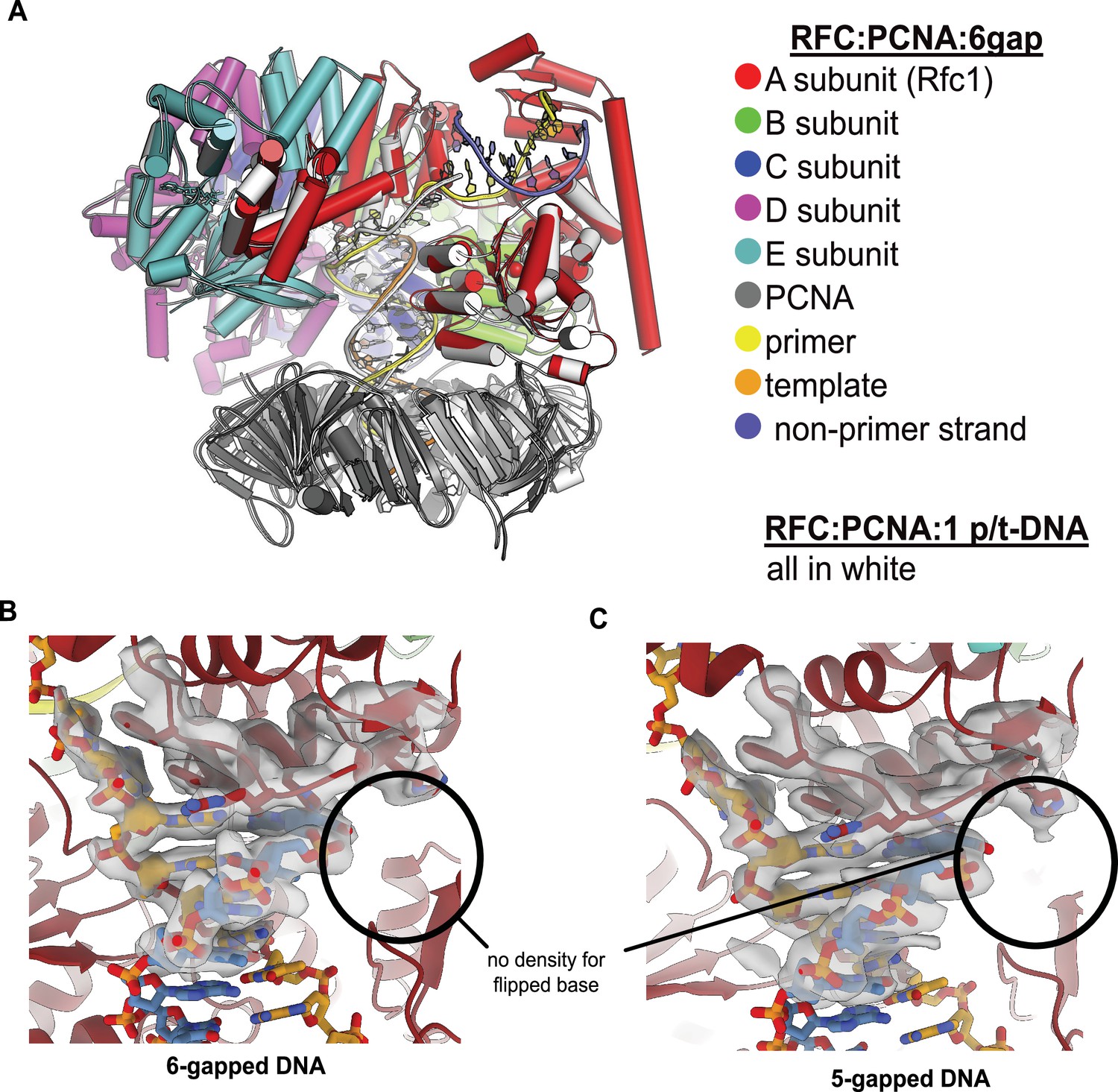 Figures And Data In A Second DNA Binding Site On RFC Facilitates Clamp ...