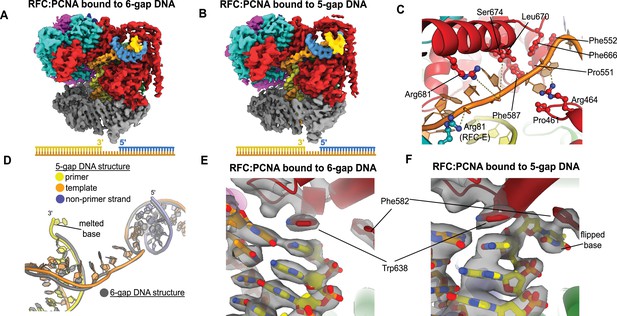 A Second DNA Binding Site On RFC Facilitates Clamp Loading At Gapped Or ...