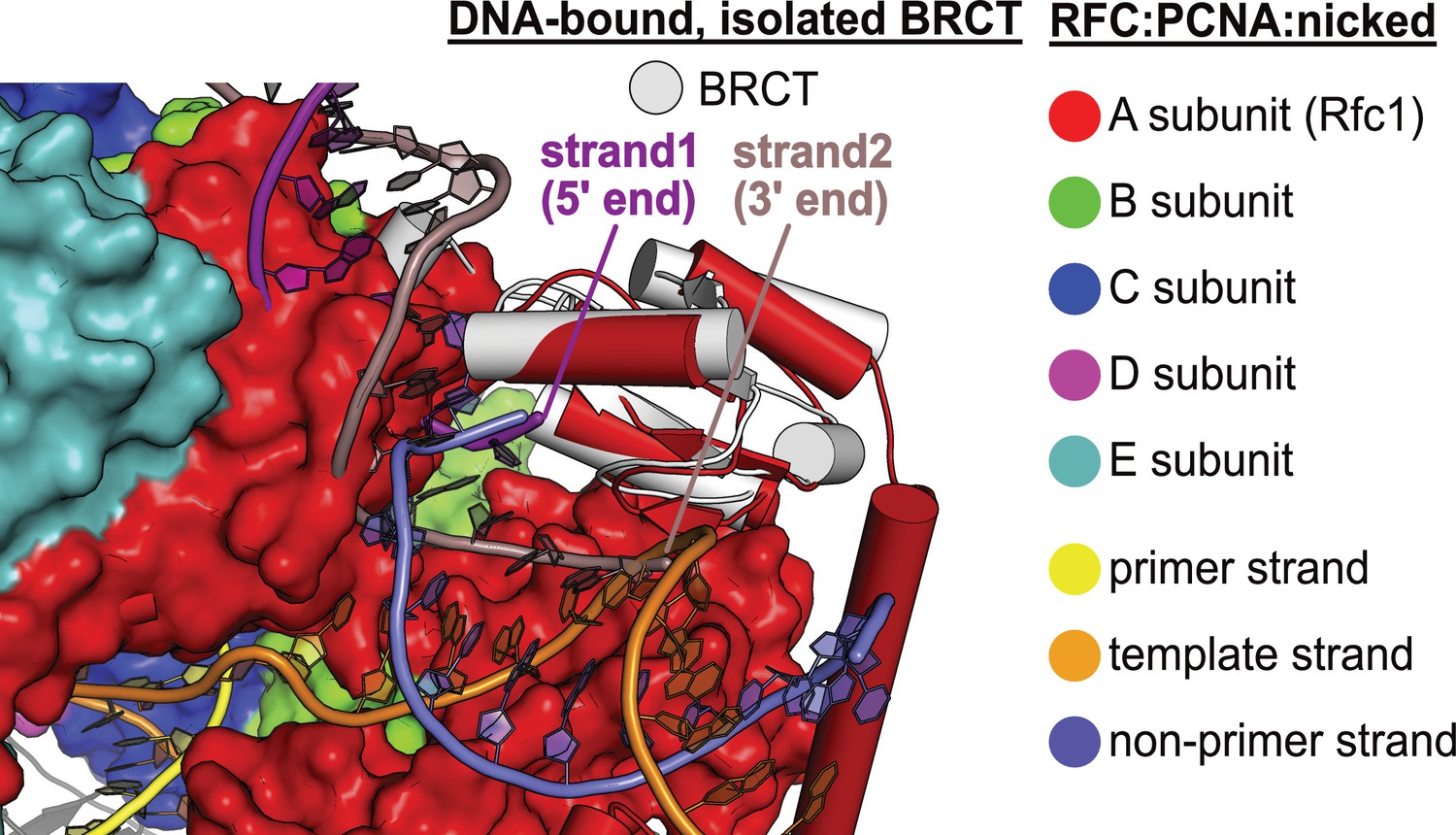 Figures And Data In A Second DNA Binding Site On RFC Facilitates Clamp ...