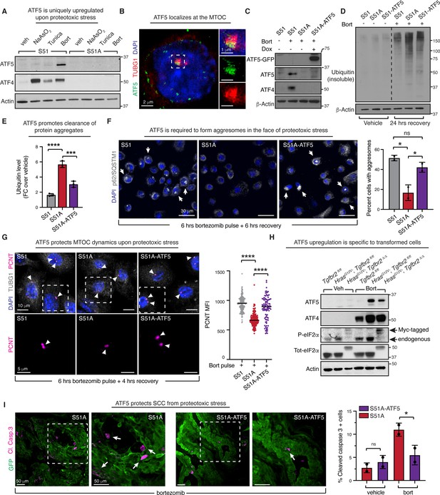 The integrated stress response remodels the microtubule-organizing ...