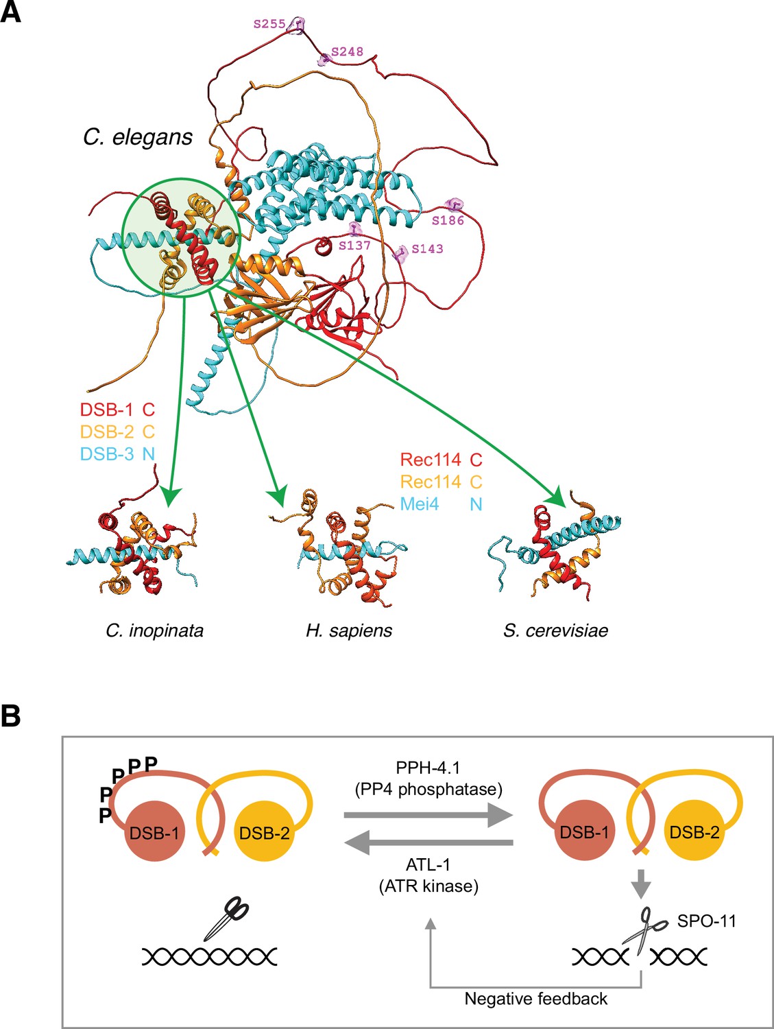 Phosphoregulation of DSB-1 mediates control of meiotic double-strand ...