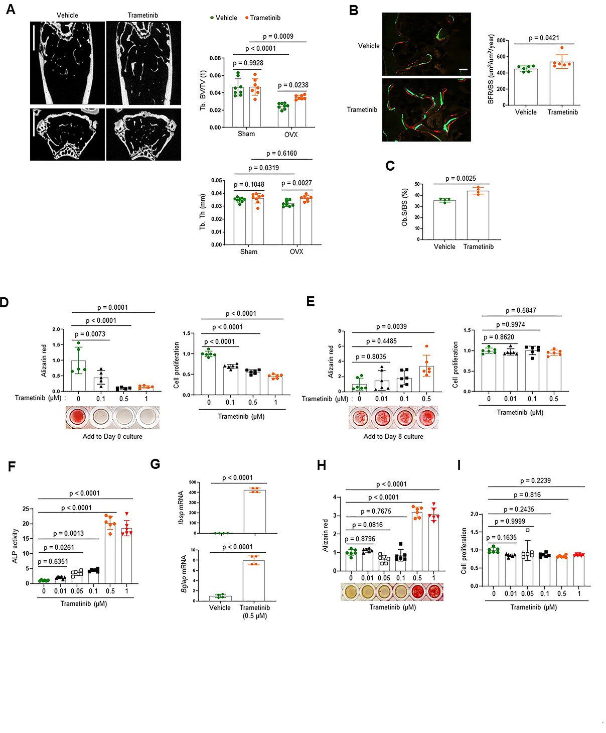 Biphasic regulation of osteoblast development via the ERK Biphasic regulation of osteoblast development via the ERK