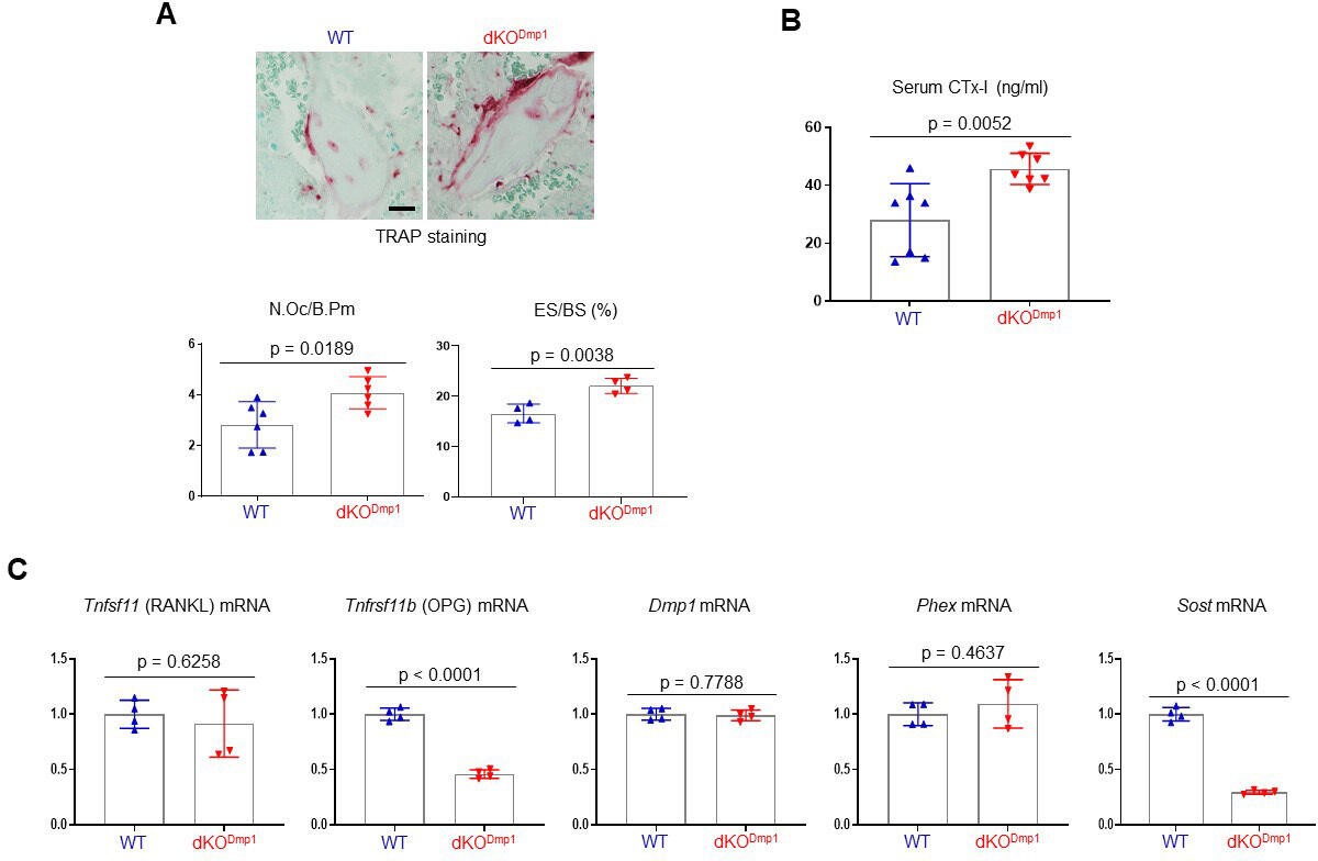 Biphasic regulation of osteoblast development via the ERK Biphasic regulation of osteoblast development via the ERK