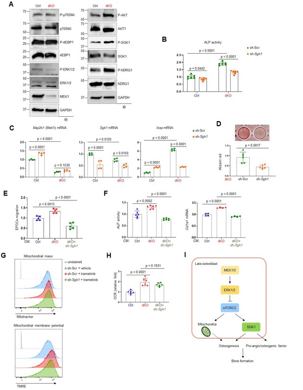 Biphasic Regulation Of Osteoblast Development Via The Erk Mapkmtor