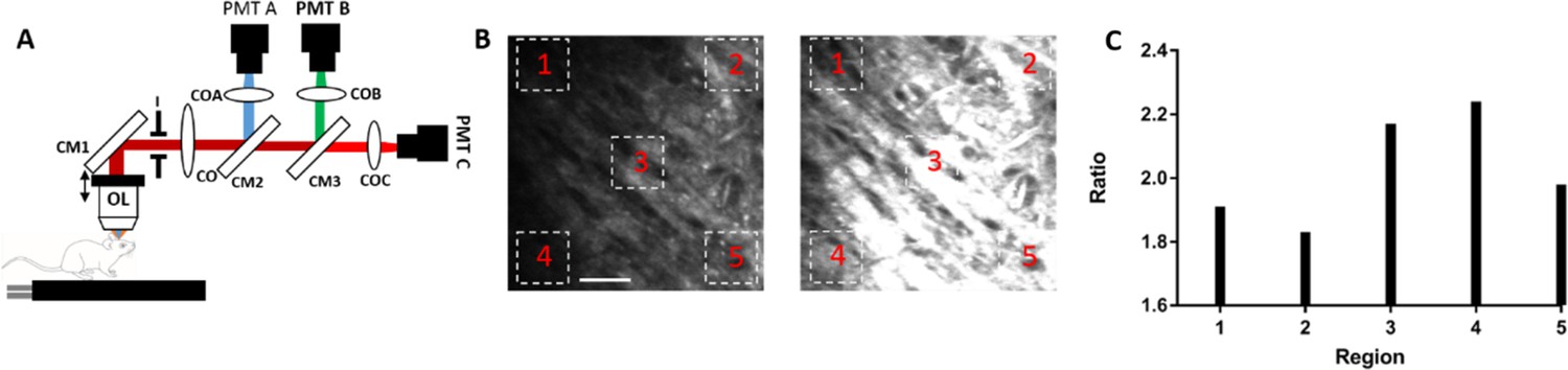 Figures And Data In Label-free Three-photon Imaging Of Intact Human ...