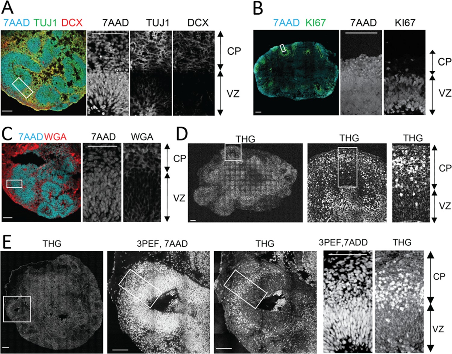 Label-free Three-photon Imaging Of Intact Human Cerebral Organoids For ...