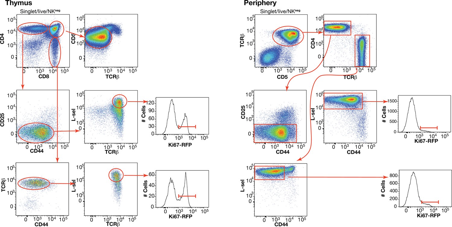 Figures and data in Towards a unified model of naive T cell dynamics ...