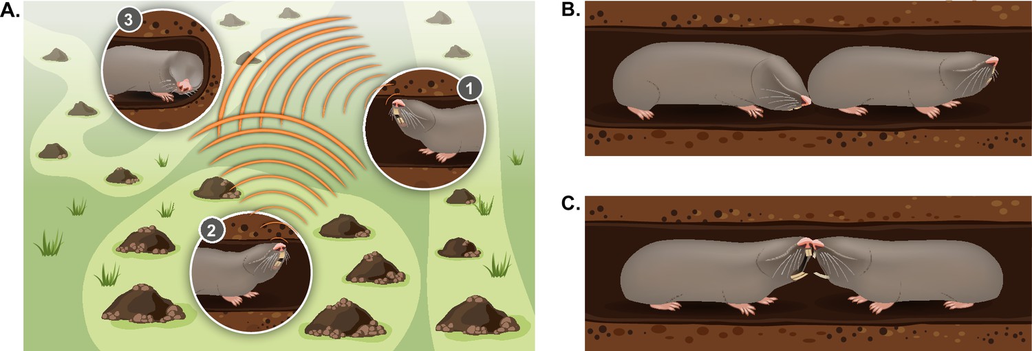 Mole rat defies natural selection