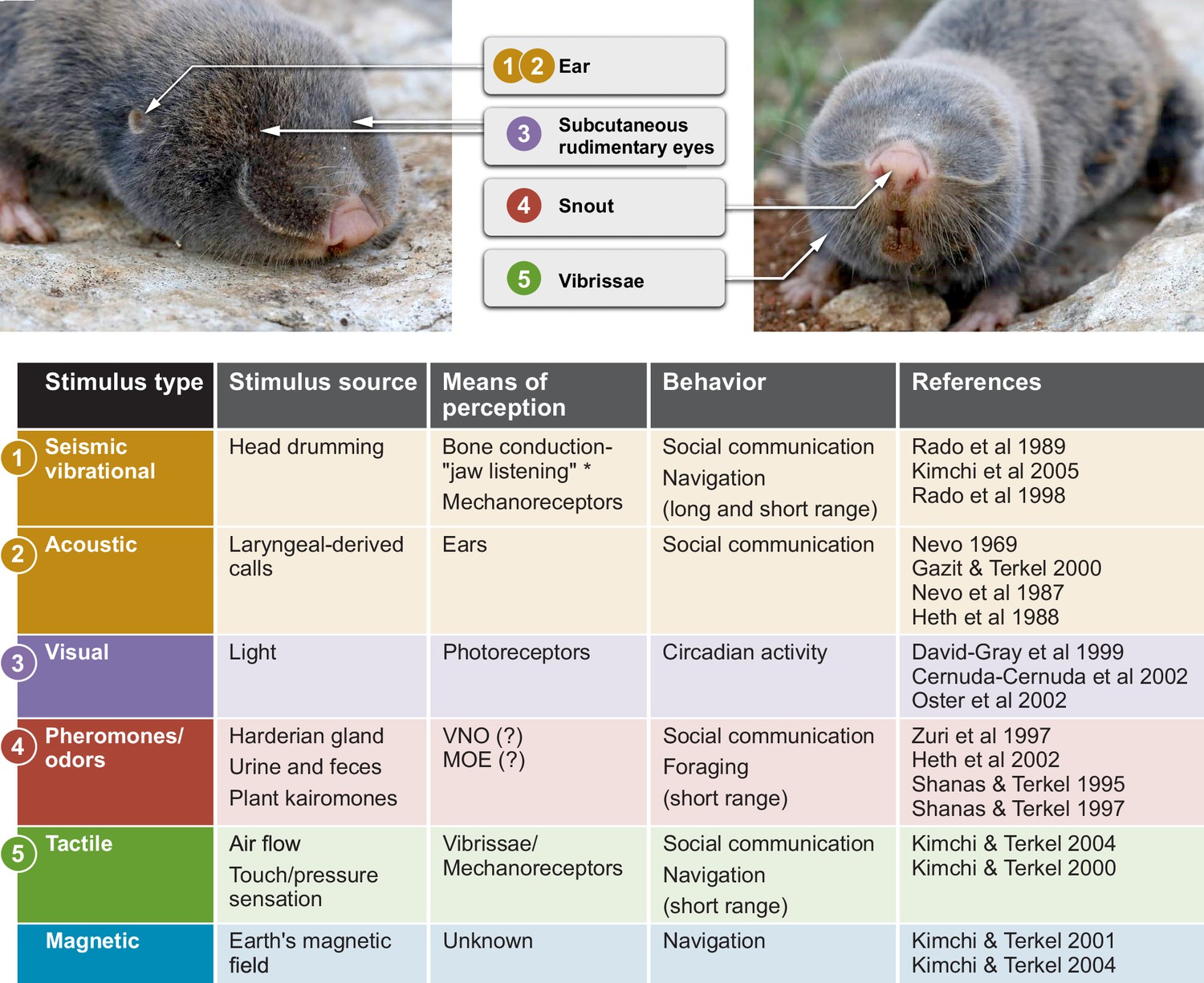 Alone, in the dark: The extraordinary neuroethology of the