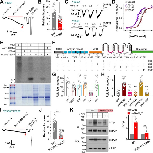 Tyrosine phosphorylation tunes chemical and thermal sensitivity of ...