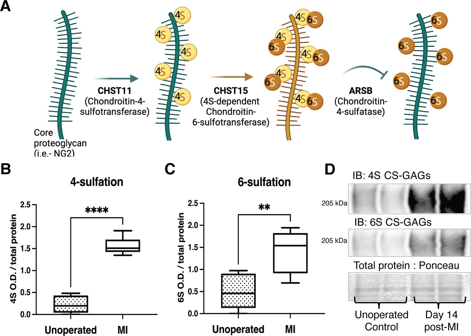 Chondroitin sulfate proteoglycan 4,6 sulfation regulates