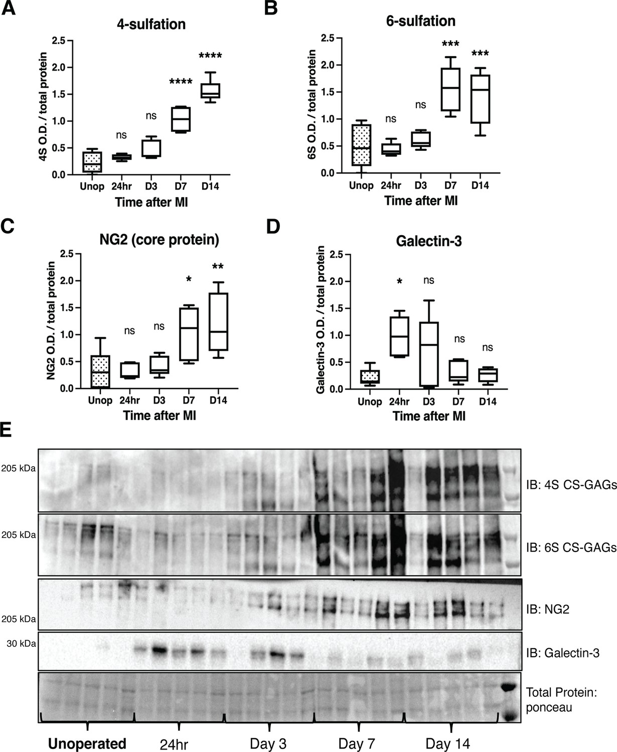 Chondroitin Sulfate Proteoglycan 4,6 Sulfation Regulates Sympathetic ...