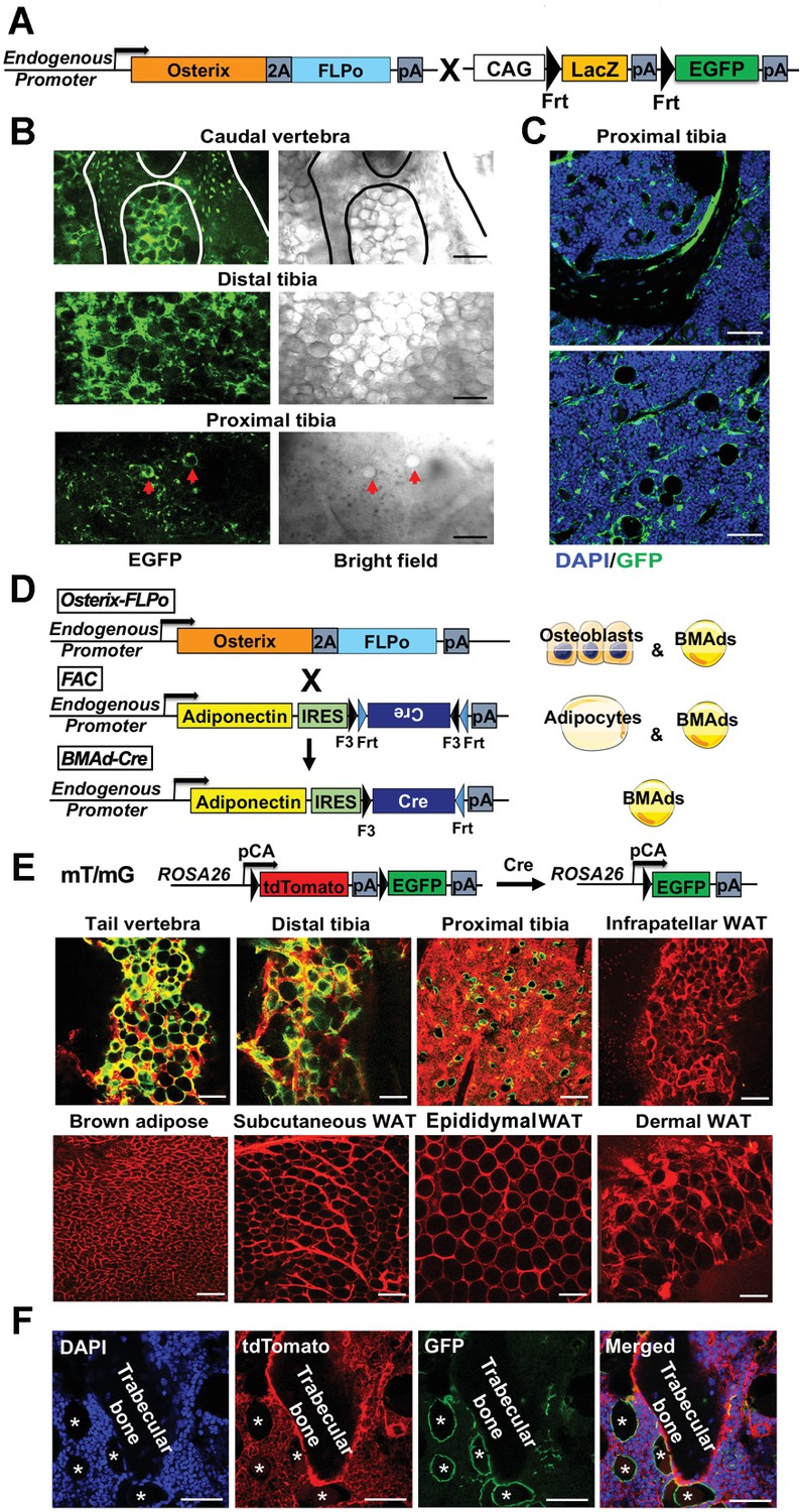 Lipolysis of bone marrow adipocytes is required to fuel bone and the ...