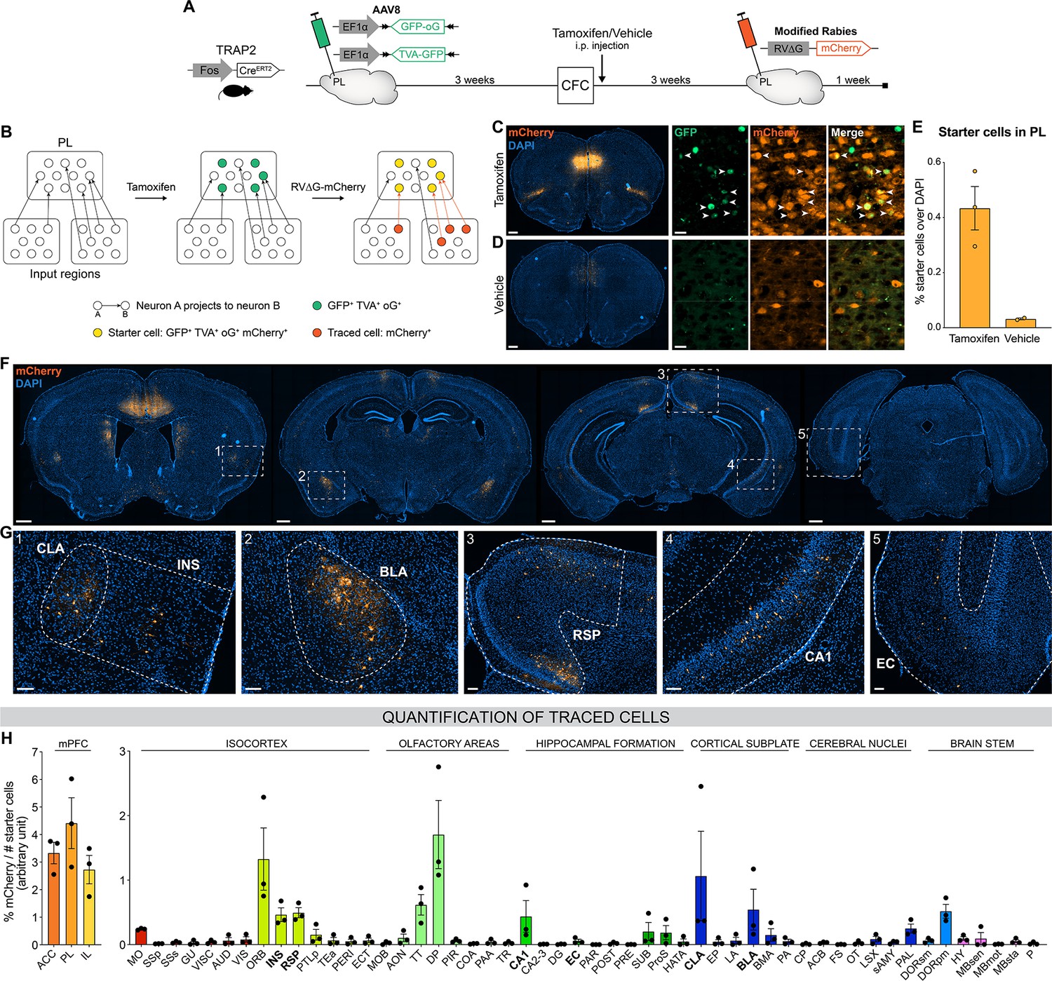 Brain-wide screen of prelimbic cortex inputs reveals a functional shift ...